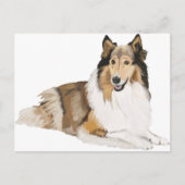 Rough Collie Postkarte (Vorderseite)