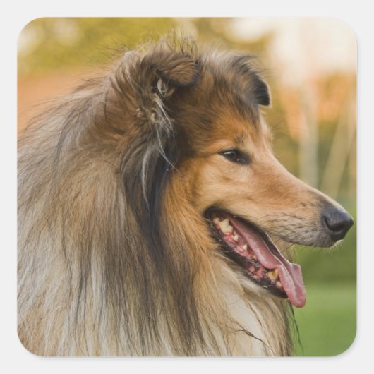 Rough-Collie Quadratischer Aufkleber (Vorderseite)