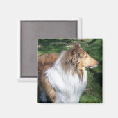 Rough Collie - Sable Magnet (Vorderseite/Rückseite)