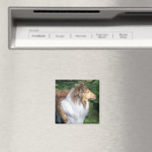 Rough Collie - Sable Magnet (In Situ (Geschirrspüler))