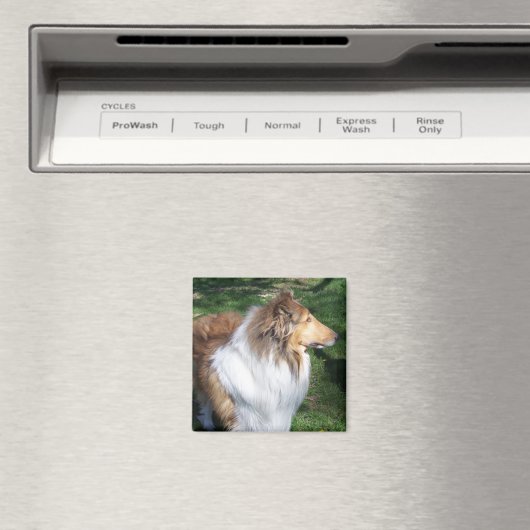 Rough Collie - Sable Magnet (In Situ (Geschirrspüler))