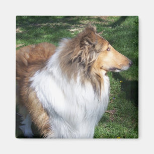 Rough Collie - Sable Magnet