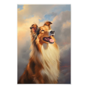 Rough collie / Scottish collie Fotodruck