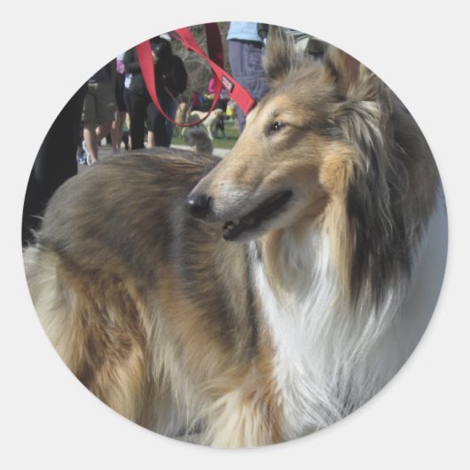 Rough Collie Sticker (Vorderseite)