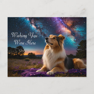 Rough Collie Under the Stars Postkarte