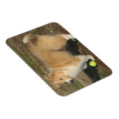 Rough Collie Welpe mit Kugelmagnet Magnet (Rechte Seite)