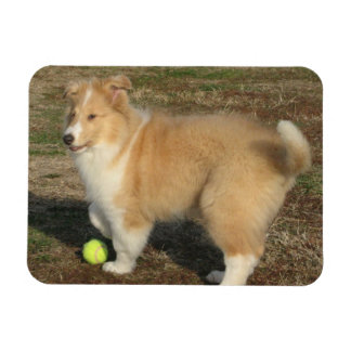 Rough Collie Welpe mit Kugelmagnet Magnet