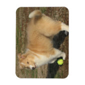 Rough Collie Welpe mit Kugelmagnet Magnet (Vertikal)