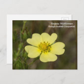 Rough fruited Cinquefoil VA Wildblume Postkarte (Vorne/Hinten)