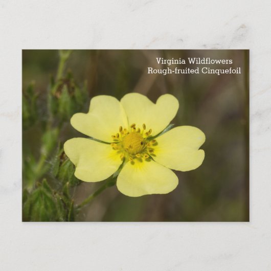 Rough fruited Cinquefoil VA Wildblume Postkarte (Vorderseite)