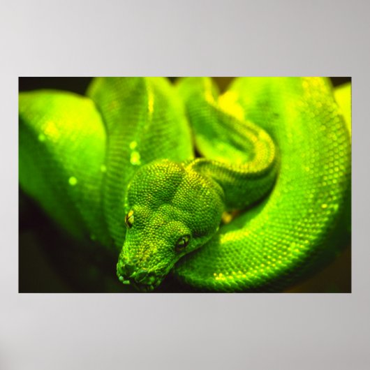 Rough Green Snake - Poster (Vorne)