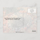 Rough keyhole limpet (Diodora aspera) Muschel Postkarte (Rückseite)