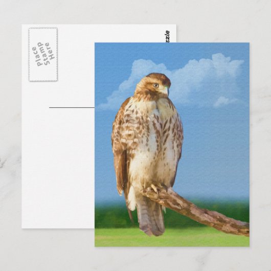 Rough Leged Hawk Postcard Postkarte (Vorne/Hinten)