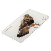 Rough-Legged Hawk im Baum Magnet (Linke Seite)