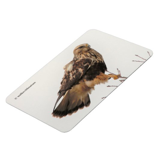 Rough-Legged Hawk im Baum Magnet (Linke Seite)