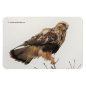 Rough-Legged Hawk im Baum Magnet (Horizontal)
