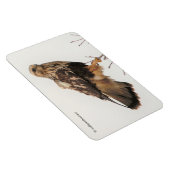 Rough-Legged Hawk im Baum Magnet (Rechte Seite)