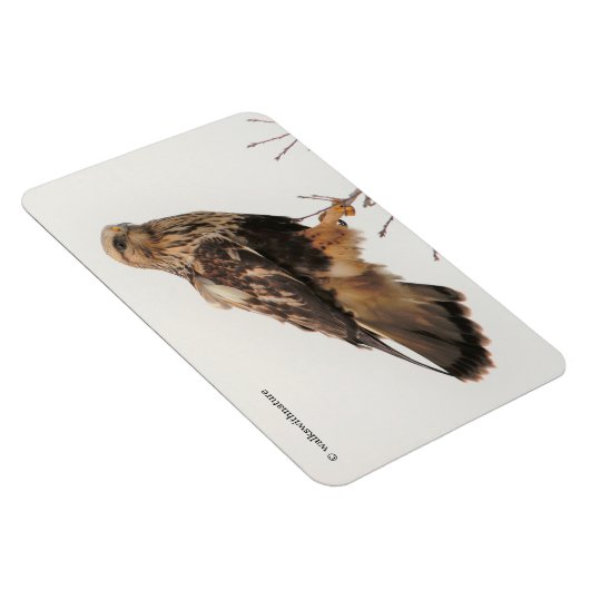 Rough-Legged Hawk im Baum Magnet (Rechte Seite)