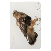 Rough-Legged Hawk im Baum Magnet (Vertikal)
