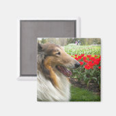 Rough Sable Collie Magnet (Vorderseite/Rückseite)