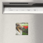 Rough Sable Collie Magnet (In Situ (Geschirrspüler))