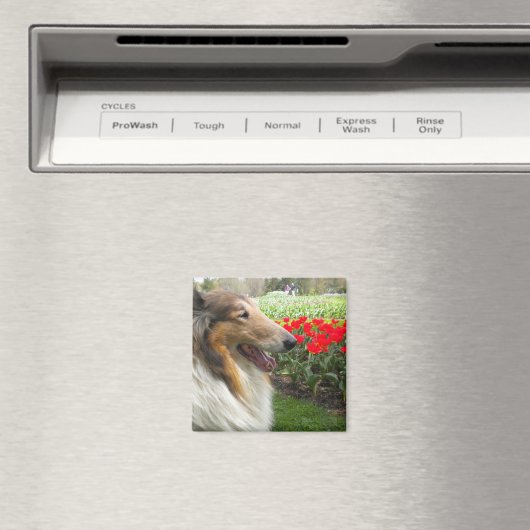 Rough Sable Collie Magnet (In Situ (Geschirrspüler))