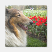 Rough Sable Collie Magnet (Vorne)