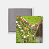 Rough Sable Collie Magnet (Vorderseite/Rückseite)