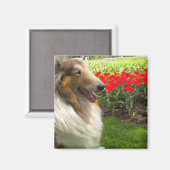 Rough Sable Collie Magnet (Vorderseite/Rückseite)