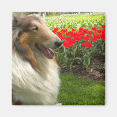 Rough Sable Collie Magnet (Vorne)