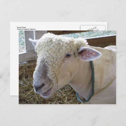 Rough Sheep Postkarte (Vorne/Hinten)