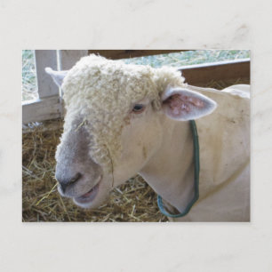Rough Sheep Postkarte