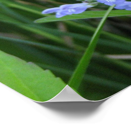 Rough Skullcap, Scutellaria integrifolia Poster (Ecke)