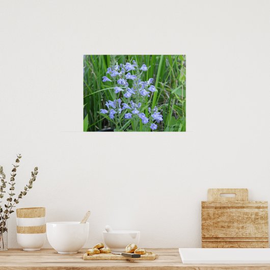 Rough Skullcap, Scutellaria integrifolia Poster (Küche)