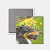 Rough Tri Collie n Tulips Magnet (Vorderseite/Rückseite)