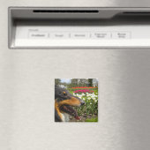 Rough Tri Collie n Tulips Magnet (In Situ (Geschirrspüler))