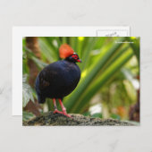 Roul-Roul-Holzpartridge Postkarte (Vorne/Hinten)
