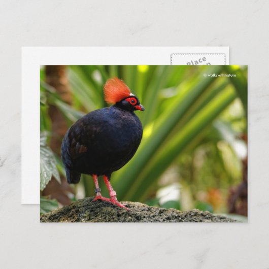 Roul-Roul-Holzpartridge Postkarte (Vorne/Hinten)