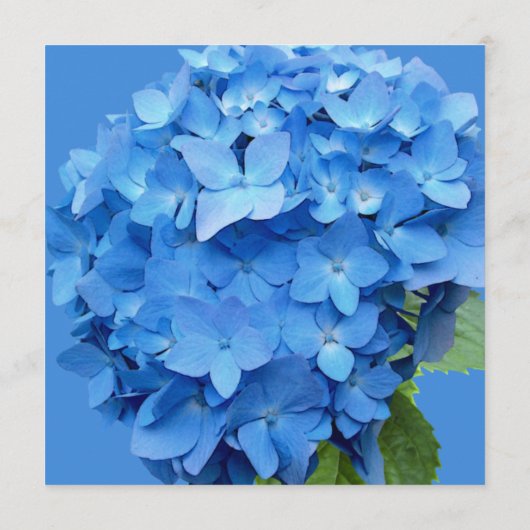 Round Blue Hydrangea Blank Advice Wedding Cards Hinweiskarte (Rückseite)