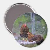 Round Chicken Magnet (Vorderseite/Rückseite)