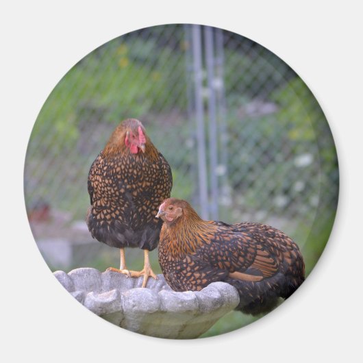 Round Chicken Magnet (Vorne)