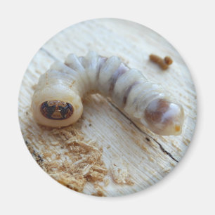 Round Headed Borer Magnet