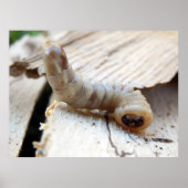 Round-Header-Borer-Poster Poster (Vorne)