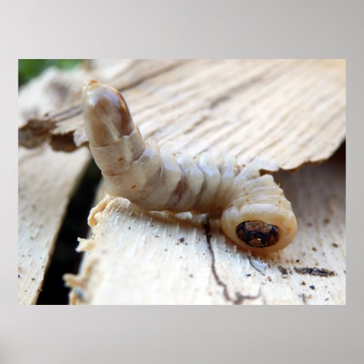 Round-Header-Borer-Poster Poster (Vorne)