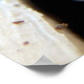 Round-Header-Borer-Poster Poster (Ecke)