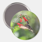 Round Hummingbird Magnet (Vorderseite/Rückseite)