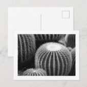 Round Kacti Postkarte (Vorne/Hinten)