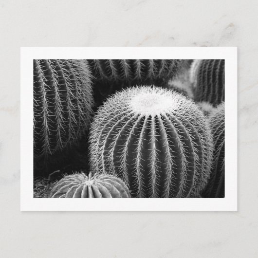 Round Kacti Postkarte (Vorderseite)