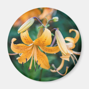 Round Magnet