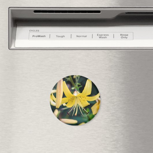 Round Magnet (In Situ (Geschirrspüler))